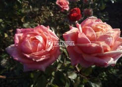 Фото соцветия розы Черри Бренди
