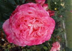 Цветок розы Августа Луиза
