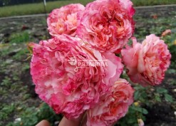 Соцветие розы Августа Луиза
