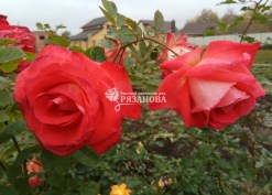 Фото соцветия плетистой роза Оранж Аполло
