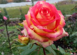Фото чайно-гибридной розы Амбианс