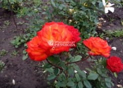 Соцветие патио розы Румба