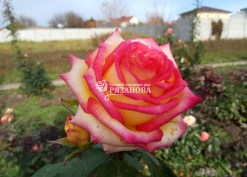 Амбианс  роза чайно-гибридная