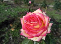 Амбианс чайно-гибридная роза
