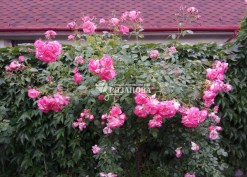 Фото куста розы Арлекин
