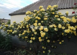 Фото жёлтой плетистой розы Казино