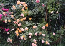 Куст парковой розы Сахара