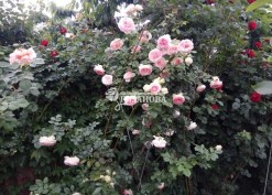 Куст плетистой розы Пьер де Ронсар