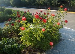 Фото куста розы Императрица Фарах