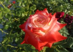 Цветок сорта розы Императрица Фарах