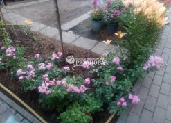 Фото кустов бордюрной розы Блуш Пикси