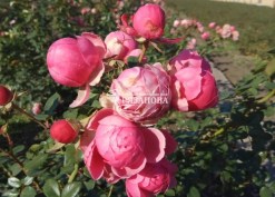 Цветение розы Помпонелла
