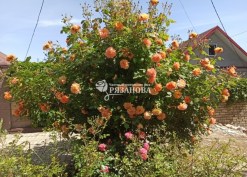 Парковая роза Вестерленд в полном  цветении