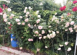 Фото куста плетистой розы Пьер де Ронсар