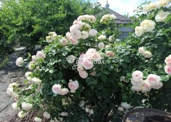 Фото цветения куста плетистой розы Пьер де Ронсар