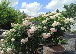Кусты розы Пьер де Ронсар и Элина