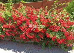 Фото цветение кустов почвопокровной розы Скарлет Мейяндекор