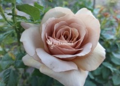 Фото цветка розы Мокароза