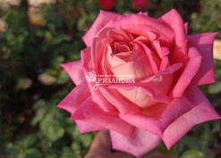 Фото сорта розы Большой