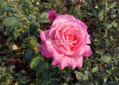 Фото цветка розы Большой