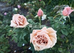 Фото куста розы Мокароза
