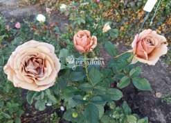 Фото соцветия розы Мокароза