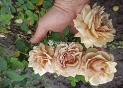 Суцвіття троянди Мокароза