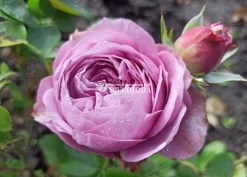 Квітка троянди Лавендер Айс