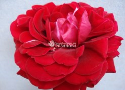 Фото цветка плетистой розы Нахеглут