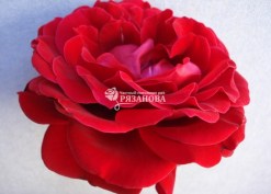 Фото цветка розы Нахеглут