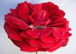 Цветок плетистой розы Нахеглут