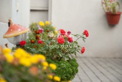 Фото бордюрной розы Оранж Джувел