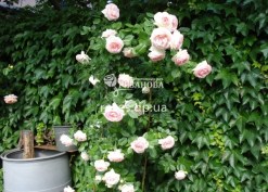 Куст розы Пьер де Ронсар
