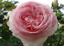 Сорт розы Пьер де Ронсар