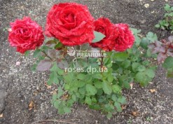 Куст розы Ред Интуишн