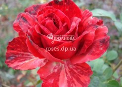 Чайно-гибридная роза Ред Интуишн