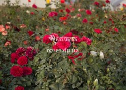 Кусты розы Ред Леонардо да Винчи