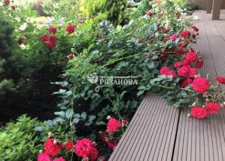 Фото куста красной почвопокровной розы
