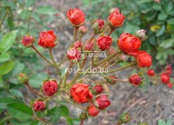 Соцветие розы Ред Капелька