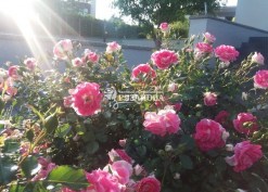 Фото цветения куста розы Регенсберг