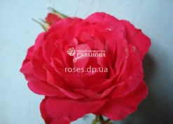 Цветок розы Роди
