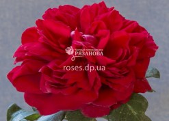 Цветок розы Рэд Эден