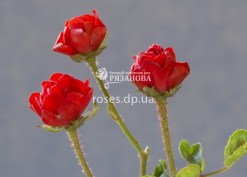 Цветок розы Ред Капелька