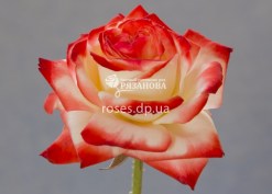 Сорт розы Императрица Фарах