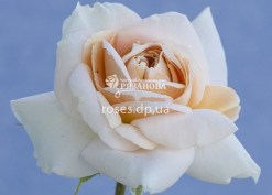 Цветок розы Лионс