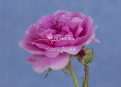 Цветок розы Блуш Пикси