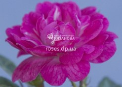 Цветок розы Лавли Фейри