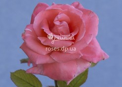 Сорт розы Дольче Вита