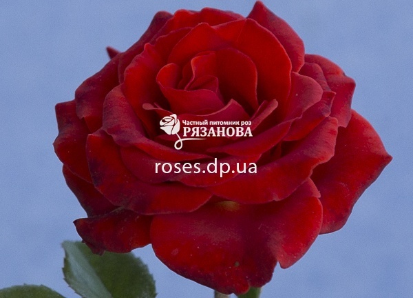 Цветок розы Эль Торо