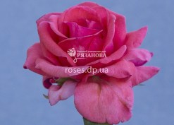 Цветок Розовой парковой розы